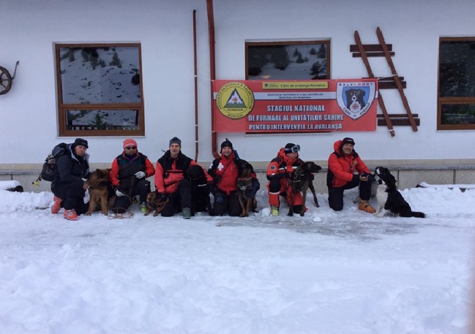 labrador salvare avalanse I