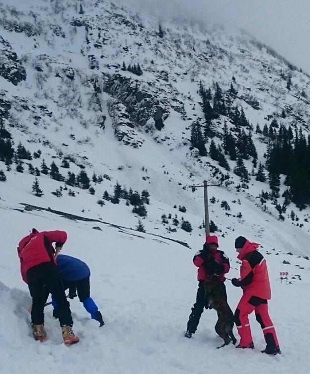 labrador salvare avalanse II