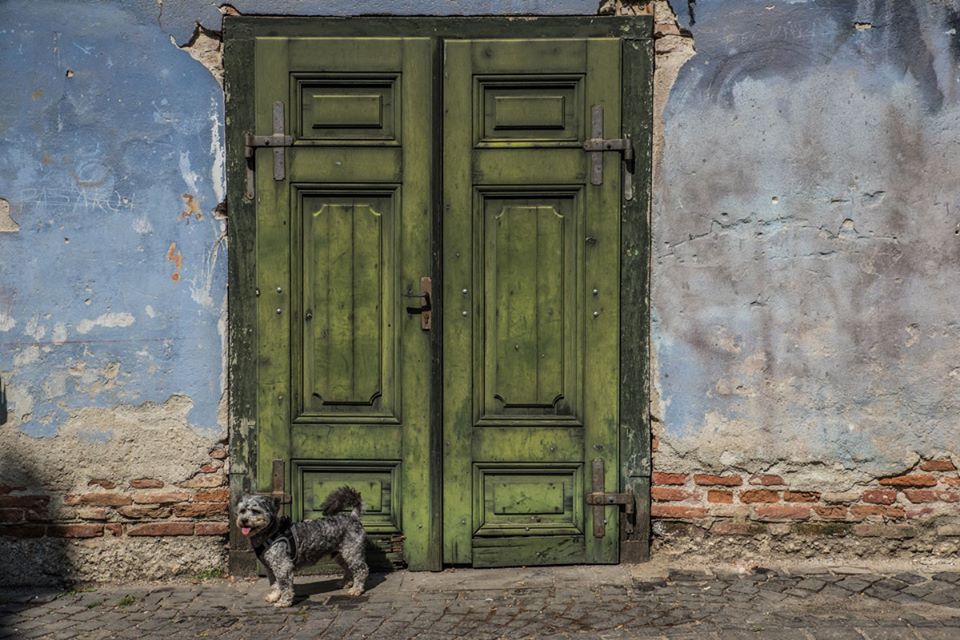 Dupa o viata petrecuta in lant, un catel a plecat sa vada lumea foto Vagrants Of The World Travel (1)