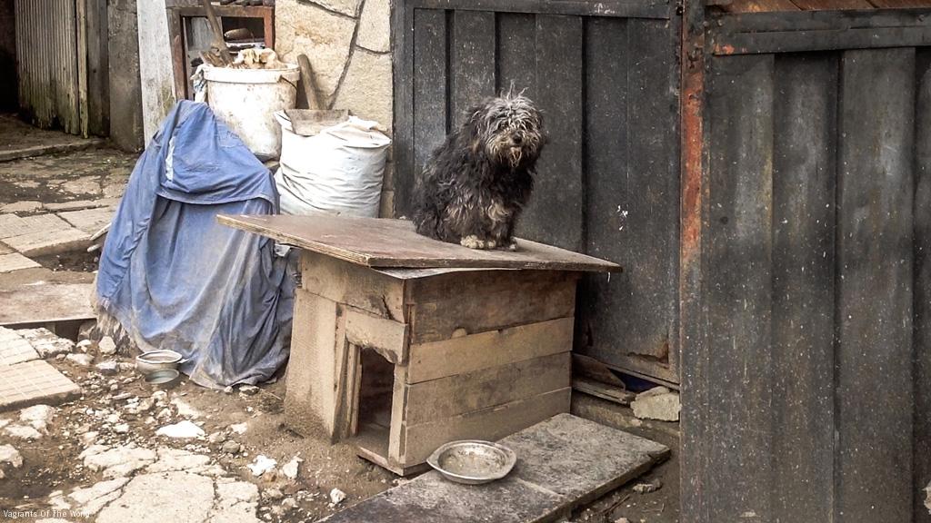 Dupa o viata petrecuta in lant, un catel a plecat sa vada lumea foto Vagrants Of The World Travel (2)