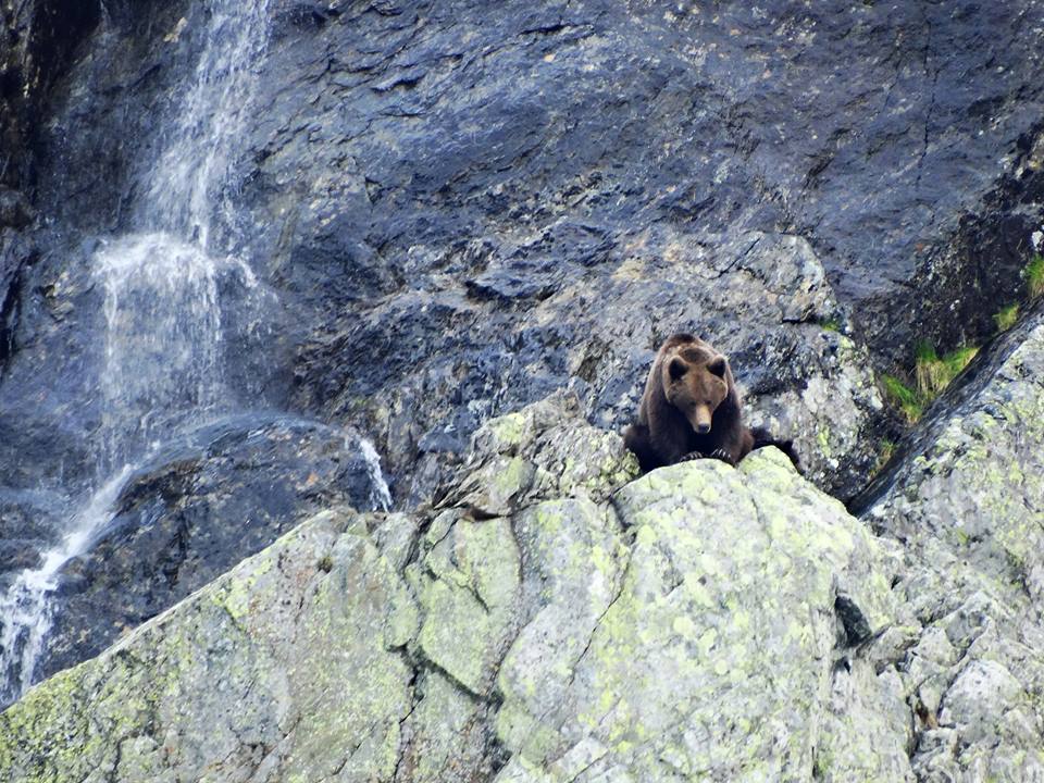 13393936_1014980688570023_3066807992016254912_n