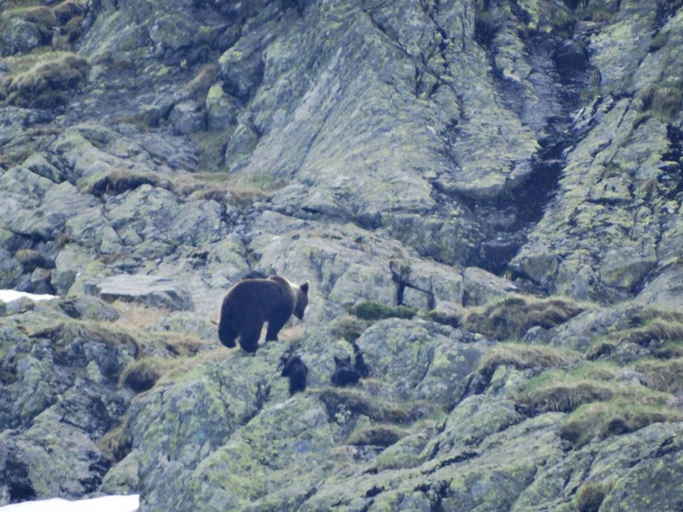 13406976_1014977335237025_954946046404642431_n