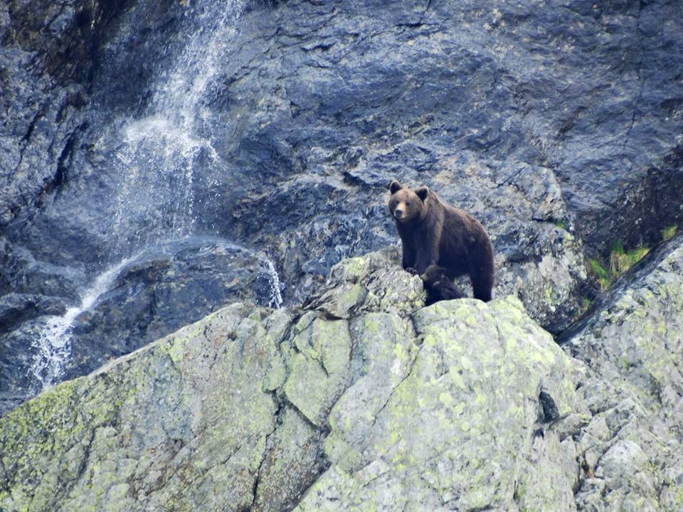 13412883_1014982541903171_6790713739847589250_n