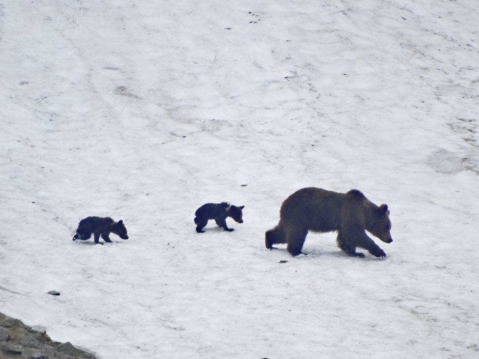 13412944_1014982871903138_5078656942073566110_n