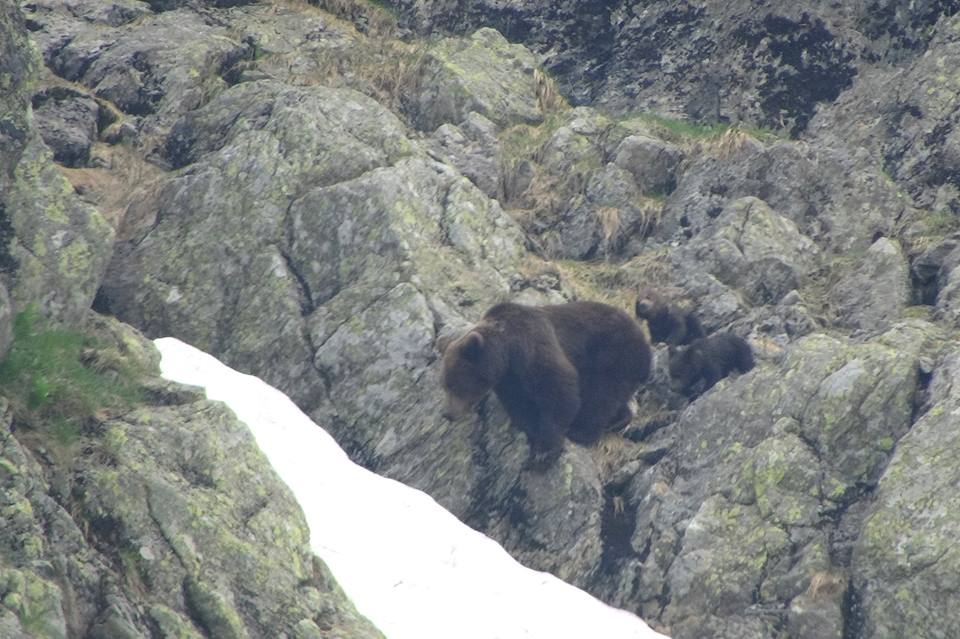 13417628_1014982861903139_1245619105926827895_n