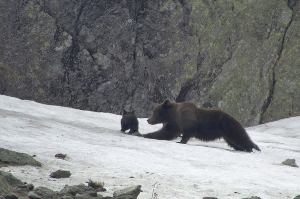 13419052_1014982898569802_5042385067688386428_n