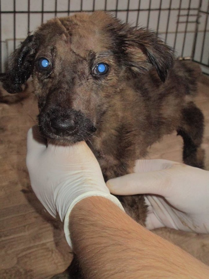 13770499_10154338733348491_3027260958482825752_n