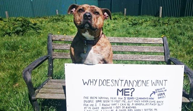 9654915_worlds-loneliest-dog-lands-dream-role-in_c86a190d_m