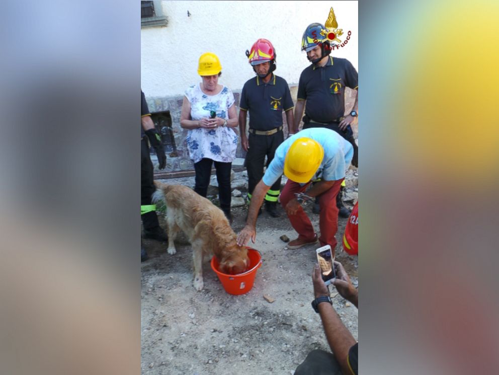 HT_italy_quake_dog_rescue_1_jt_160902_v4x3_4x3_992