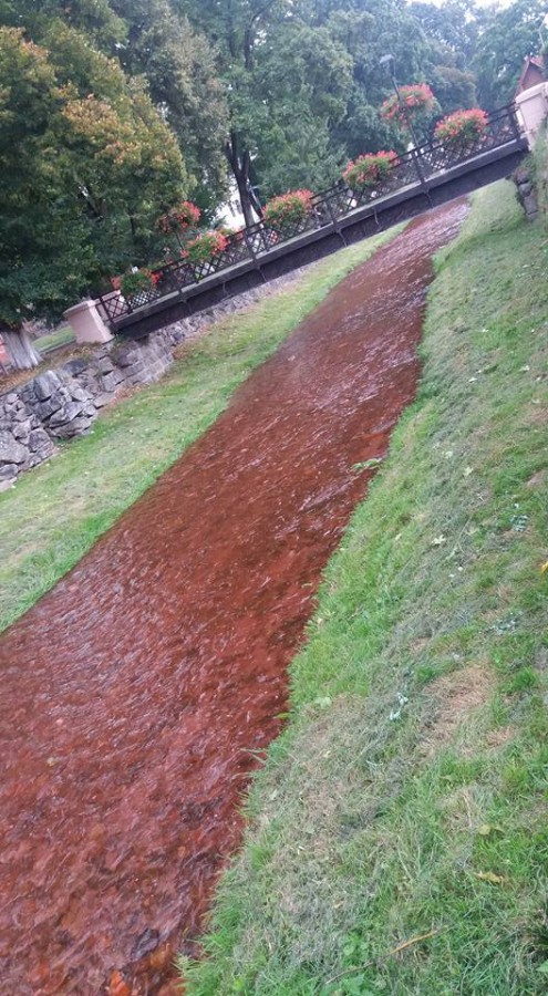 rau rosu saliste (6)