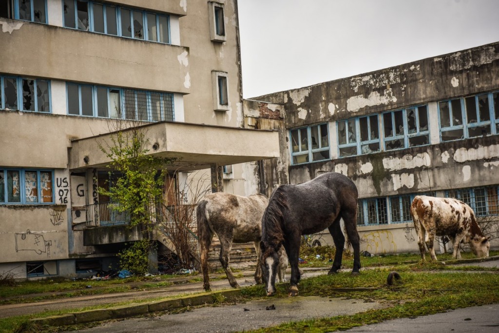 animale-stefan-cel-mare-vaci-cai-iesire-sibiu-spre-agnita-15