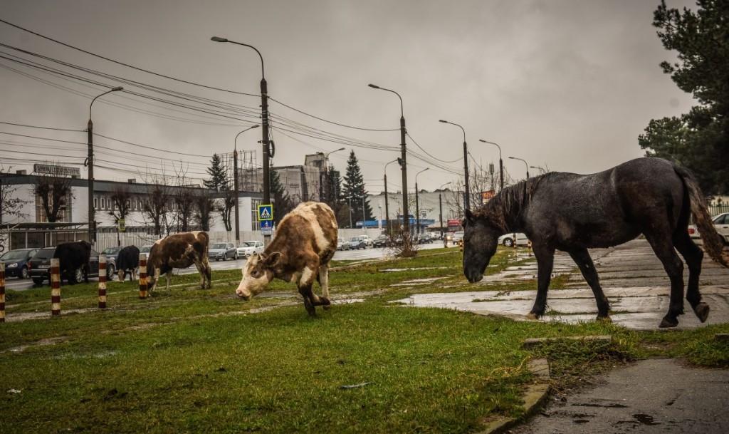 animale-stefan-cel-mare-vaci-cai-iesire-sibiu-spre-agnita-16