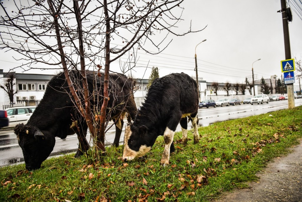 animale-stefan-cel-mare-vaci-cai-iesire-sibiu-spre-agnita-9