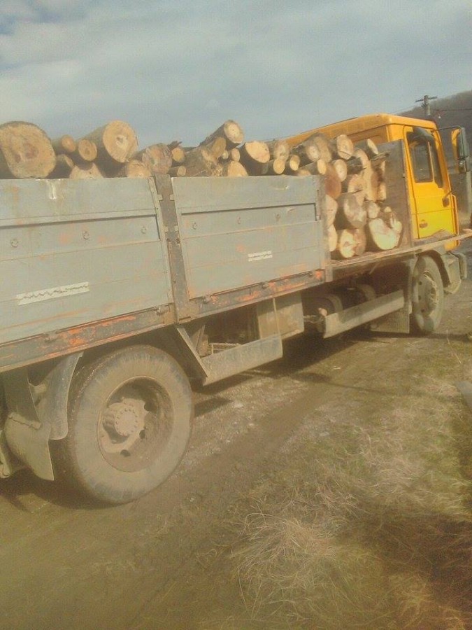 transport ilegal lemne (1)