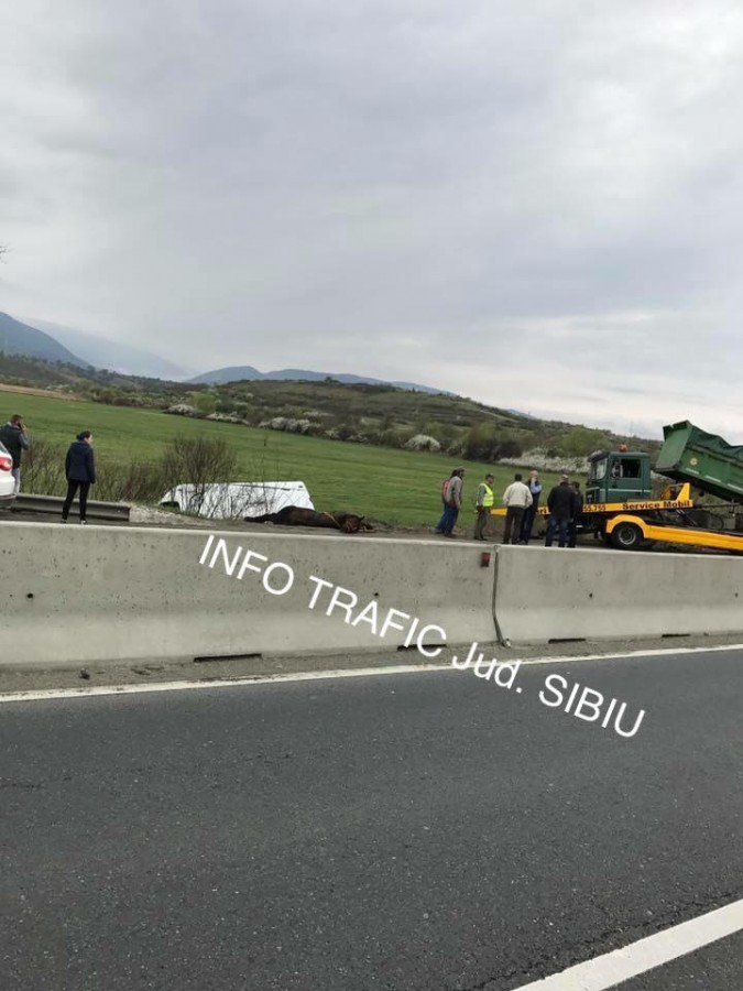 accident vestem cal (1)