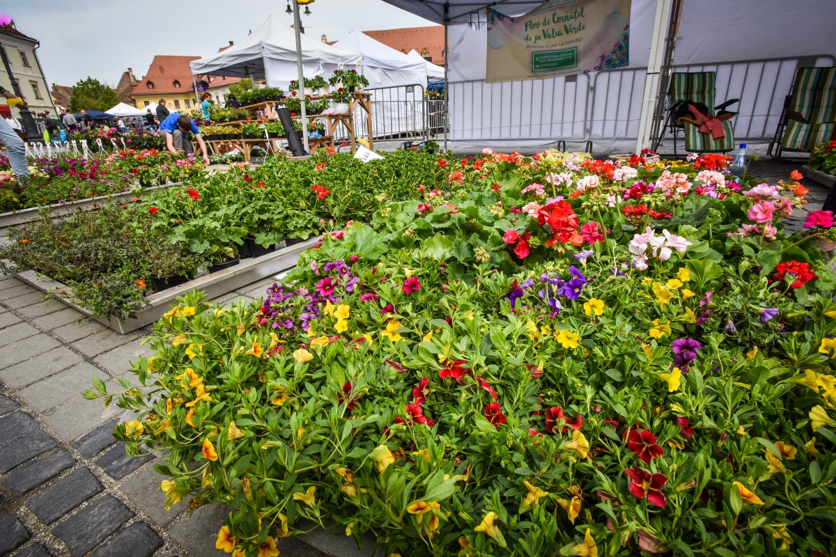 festivalul gradinilor flori (14)