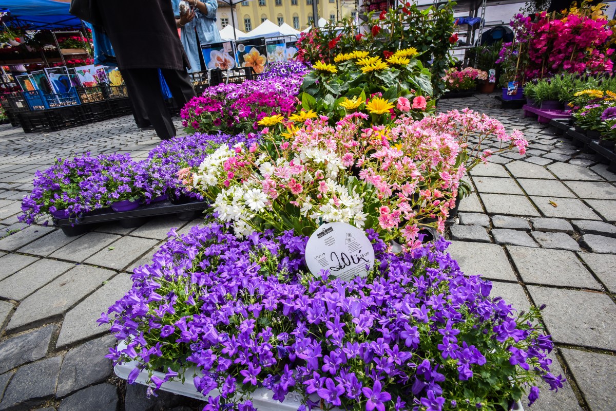 festivalul gradinilor flori (17)