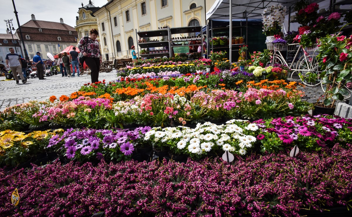 festivalul gradinilor flori (2)