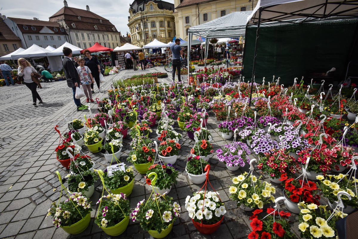 festivalul gradinilor flori (5)
