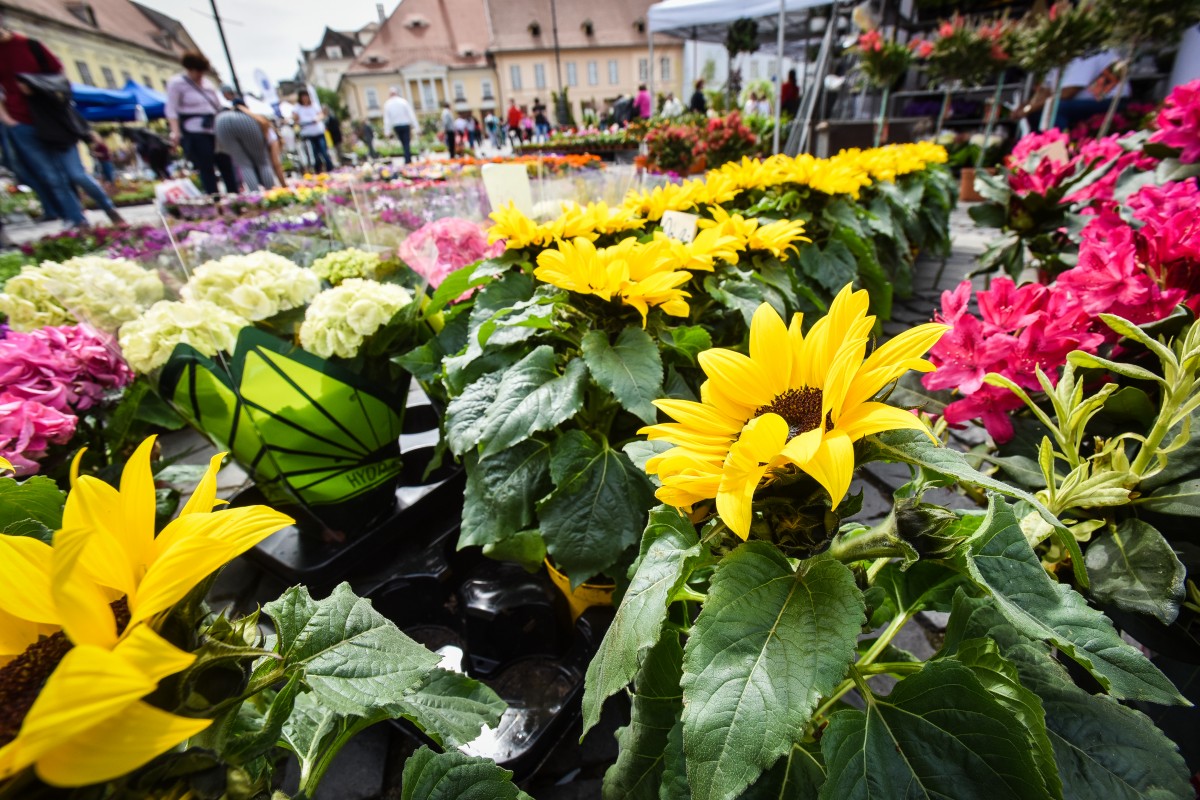 festivalul gradinilor flori (9)