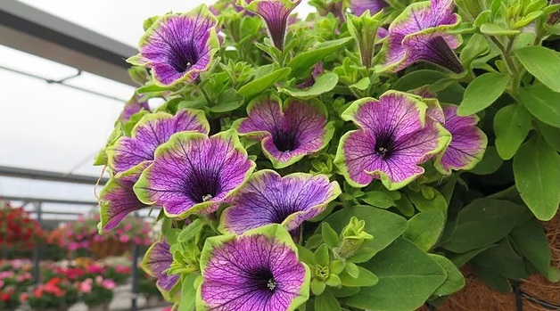 flori camelia petunii (1)