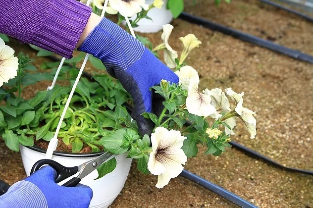 flori camelia petunii (2)