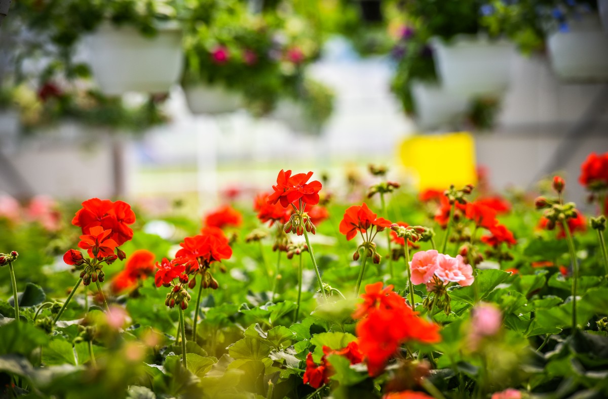 sera de flori (6)