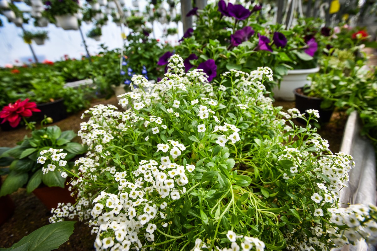sera de flori (8)