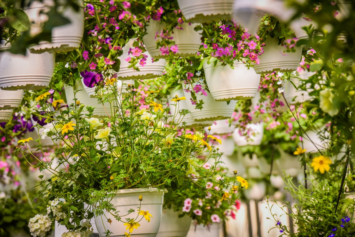 Sera floriSera flori (2)