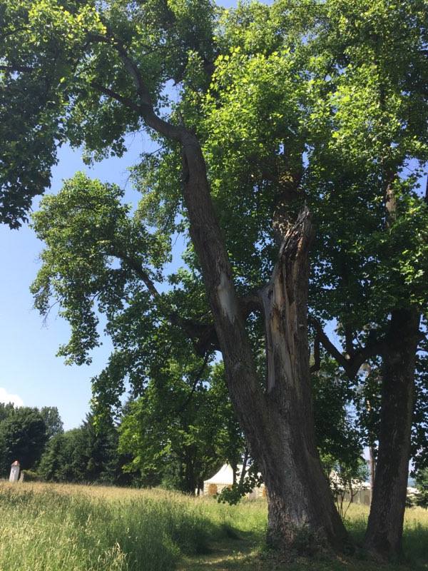 18983303_10213343279240824_1786026821_n