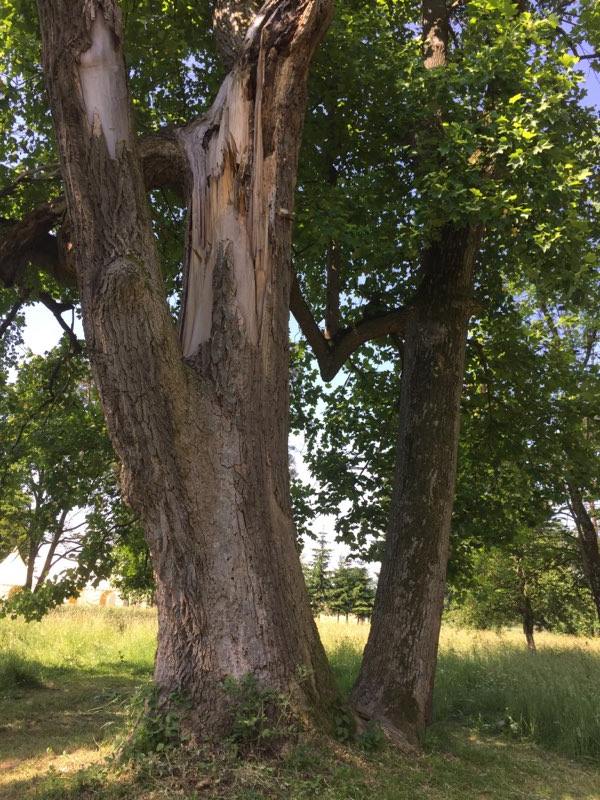 18985383_10213343280760862_981503613_n