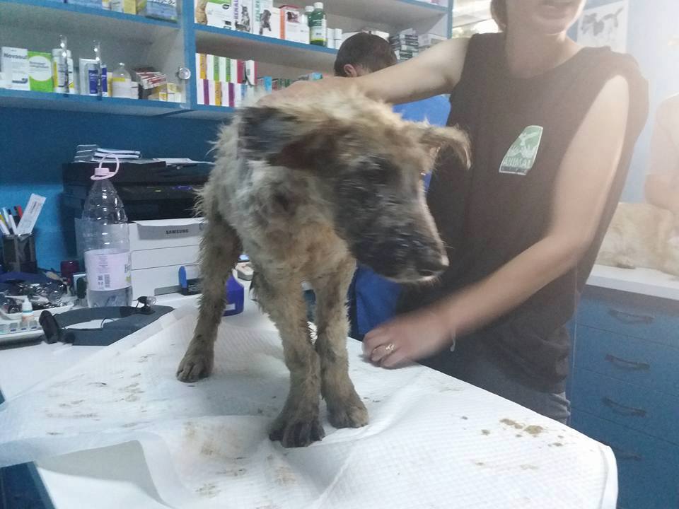 animal life caine bitum (7)