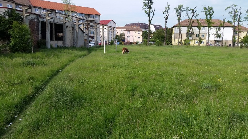 teren fotbal broscarie vaci (2)