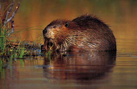 castor foto ipedia.ro