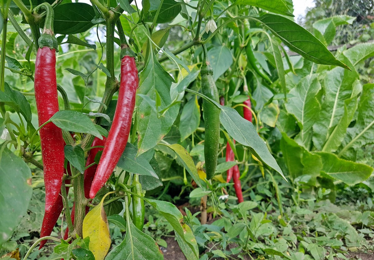 micile afaceri gradina legume 1