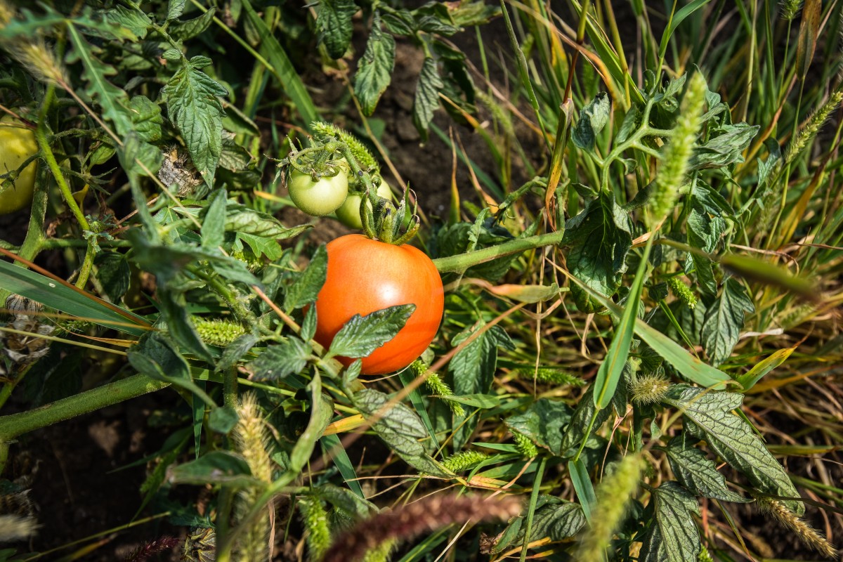 legume gustoase (11 of 32)