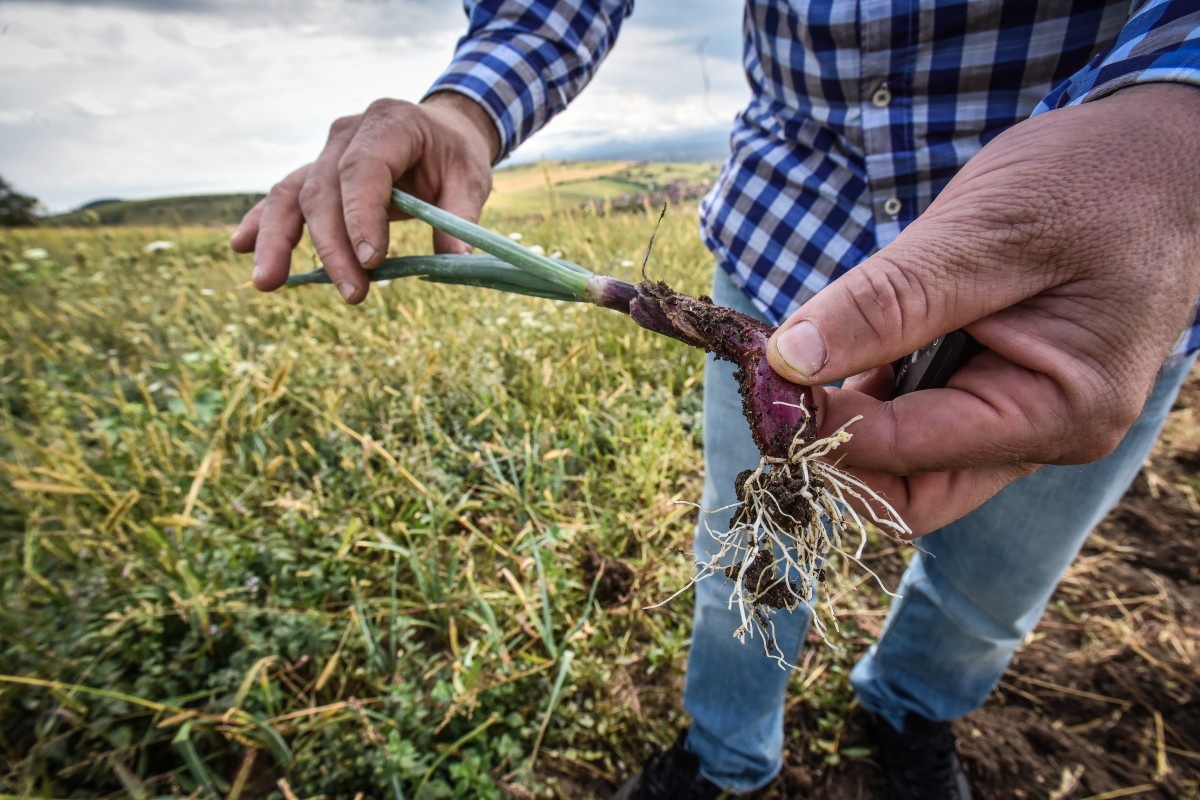 legume gustoase (15 of 32)