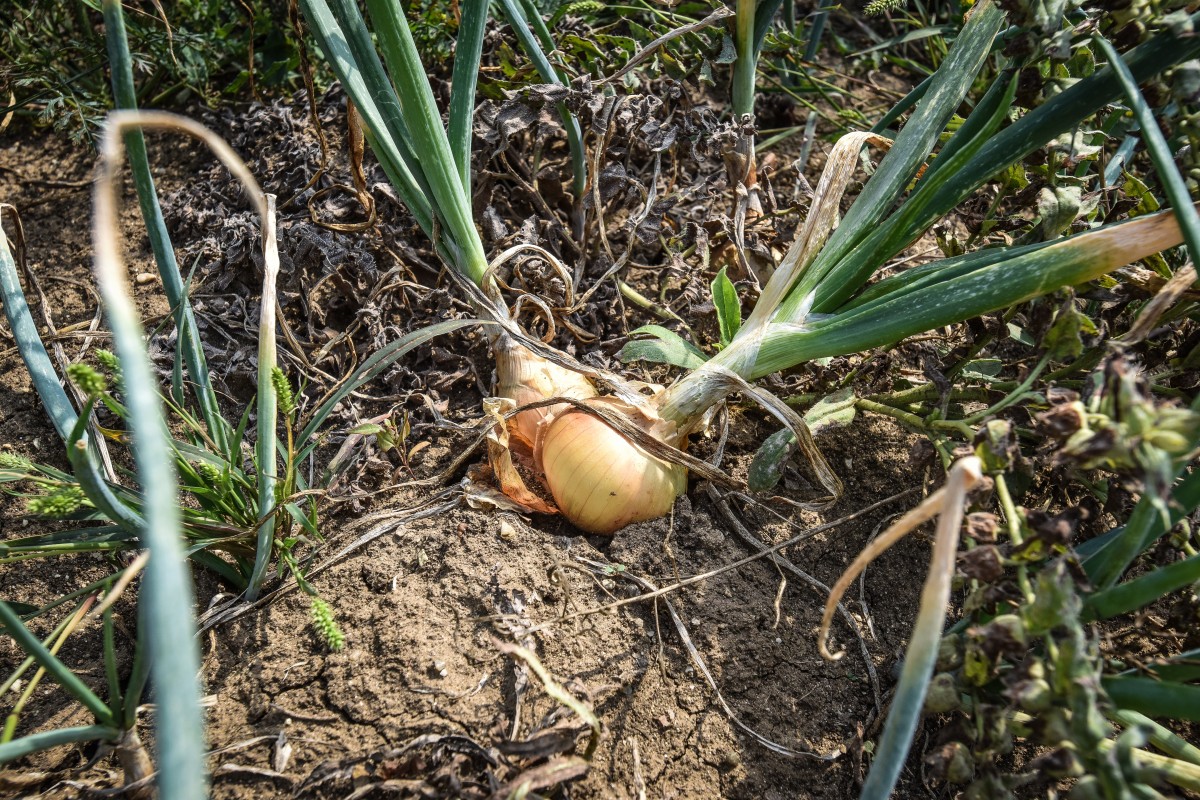 legume gustoase (16 of 32)