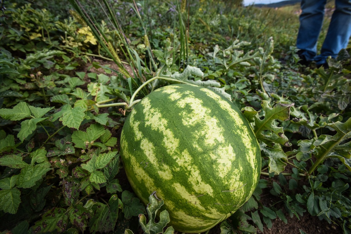 legume gustoase (20 of 32)