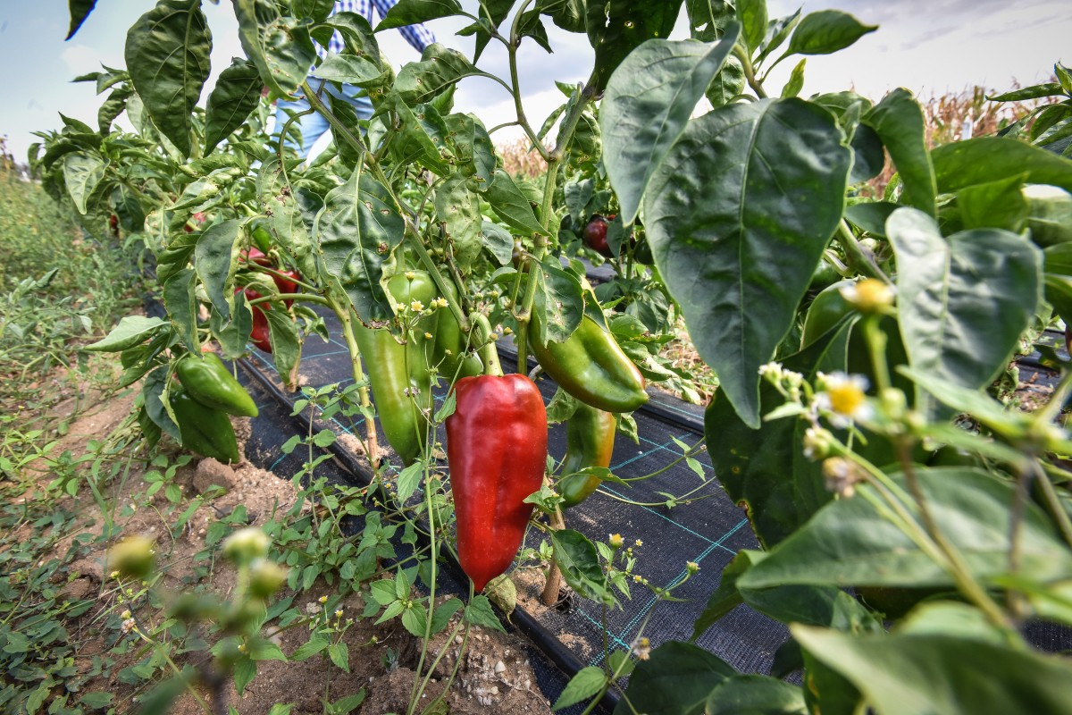 legume gustoase (24 of 32)