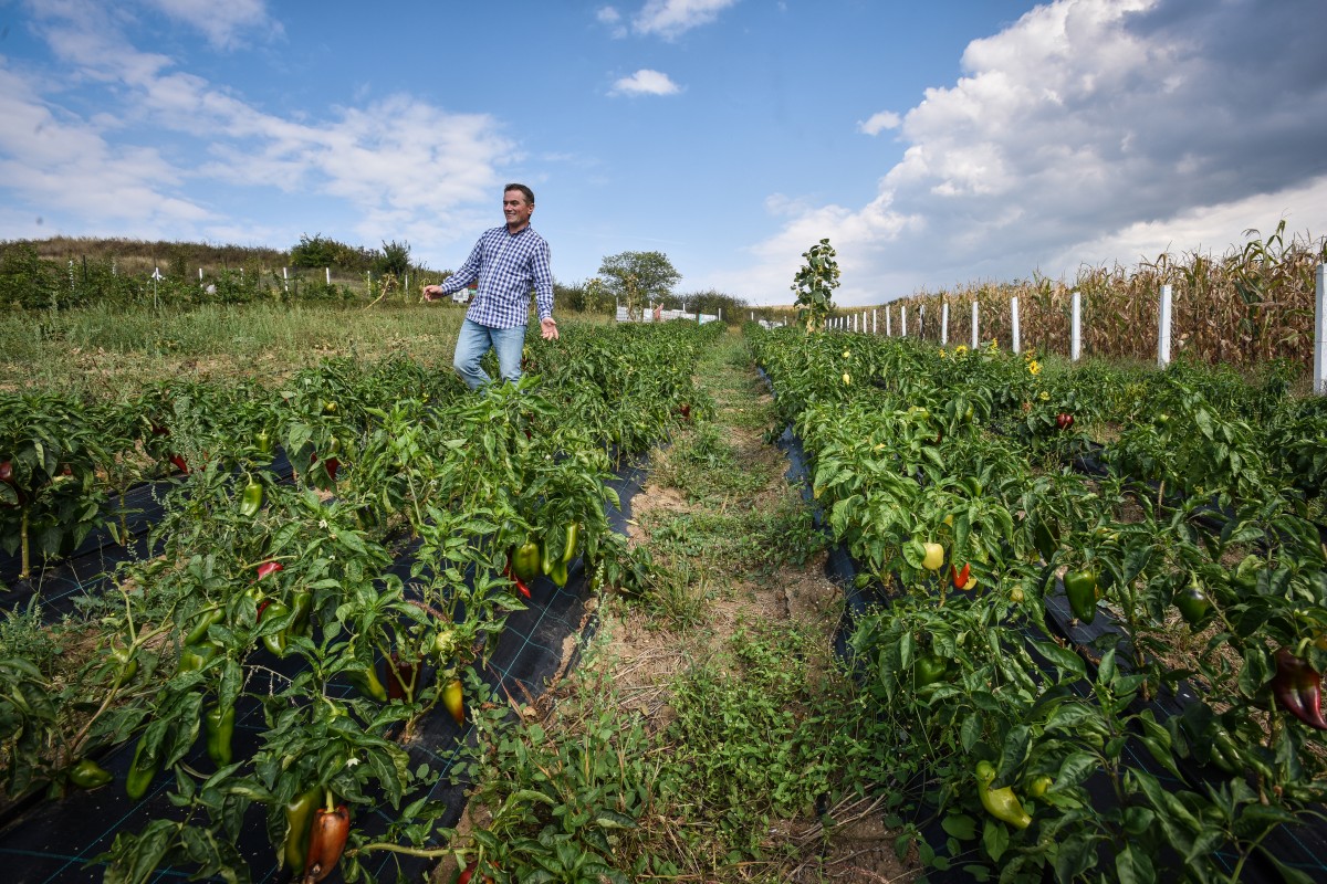 legume gustoase (25 of 32)