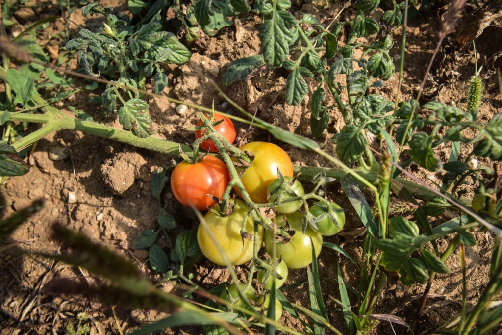 legume gustoase (26 of 32)