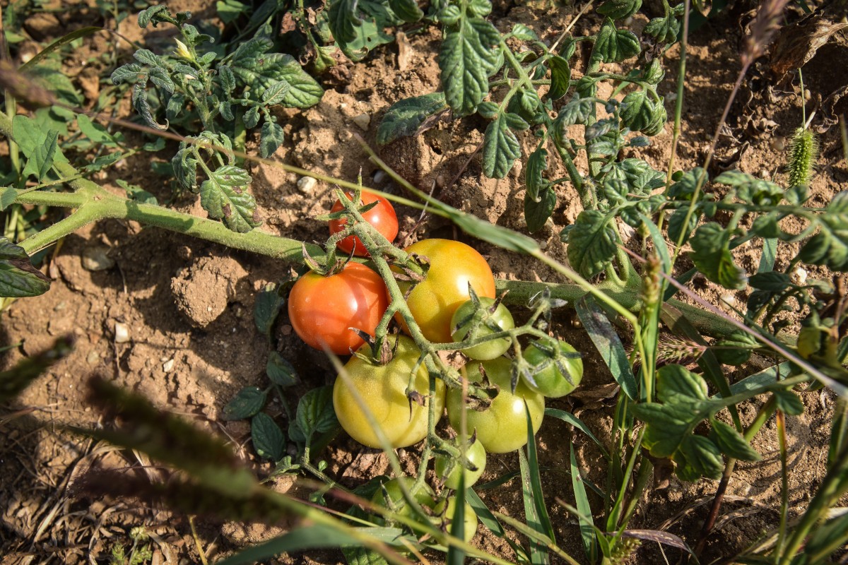 legume gustoase (26 of 32)