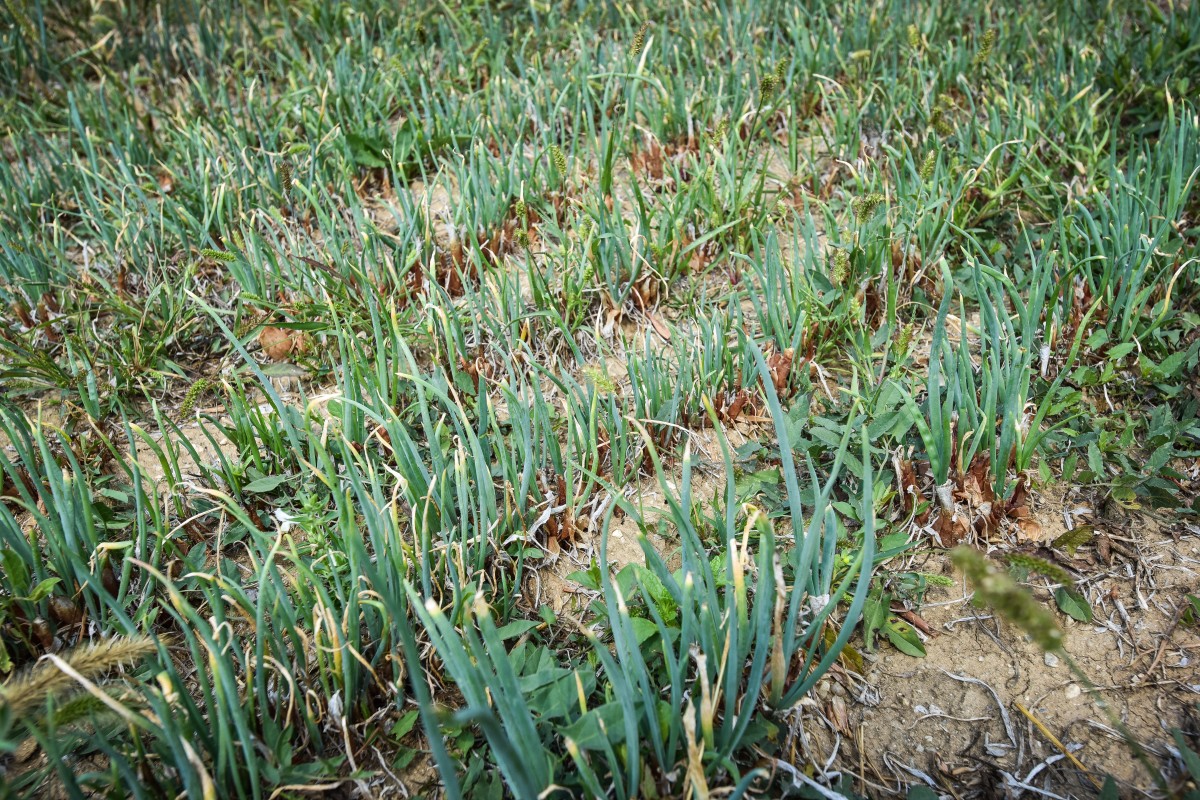 legume gustoase (27 of 32)