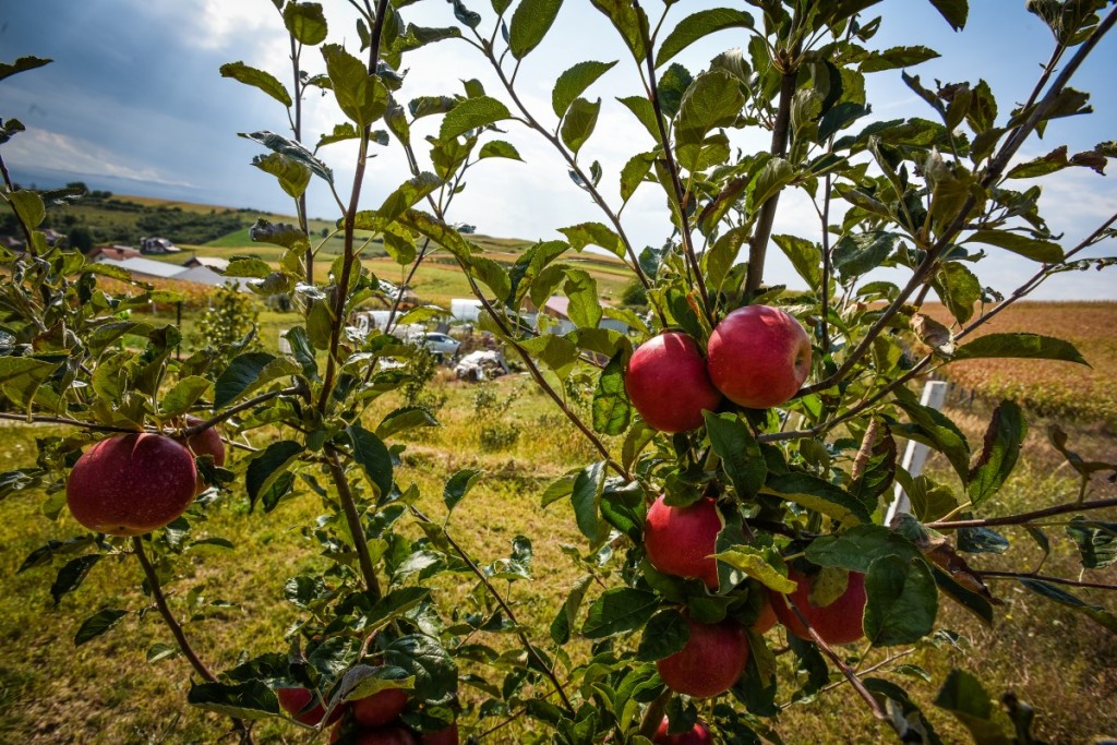 legume gustoase (31 of 32)