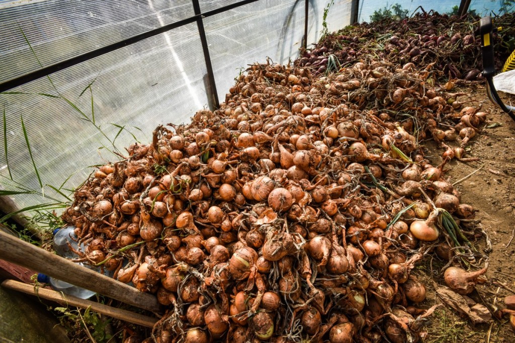 legume gustoase (32 of 32)