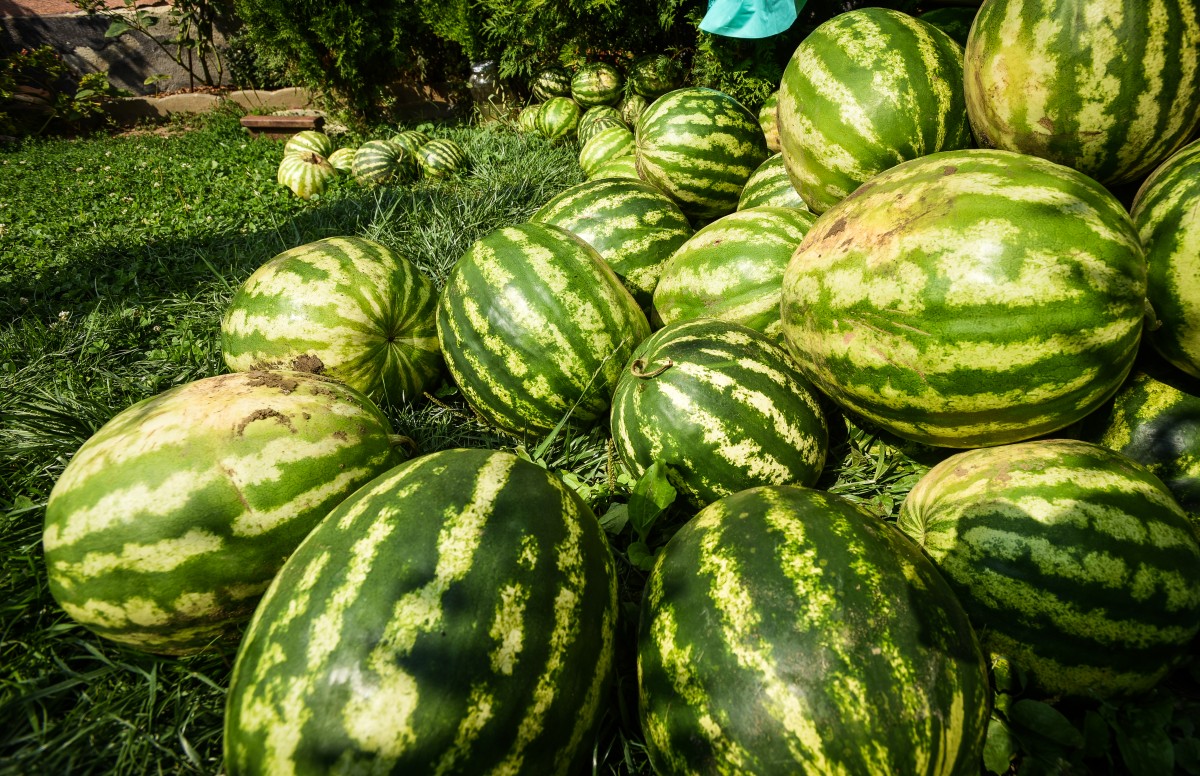 legume gustoase (4 of 32)