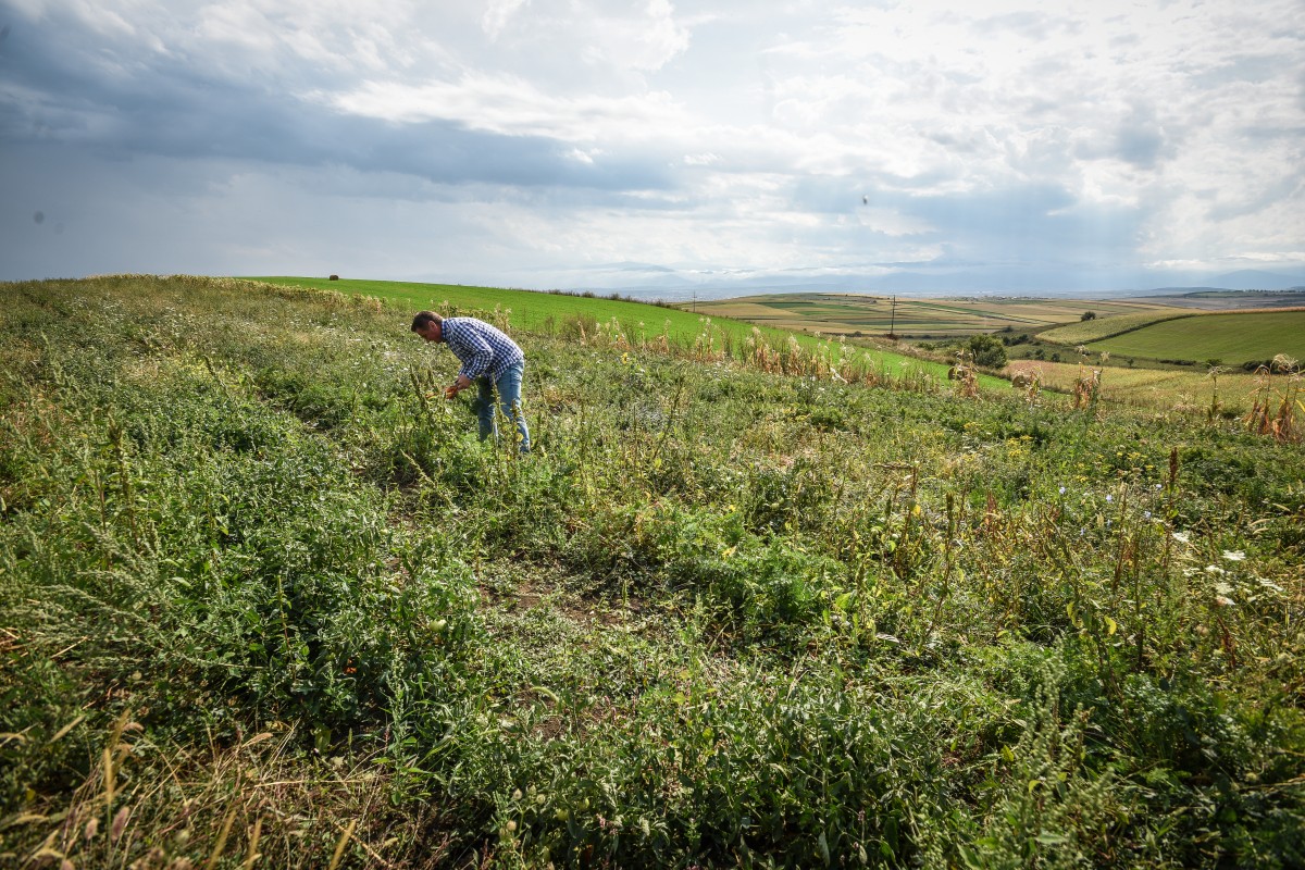 legume gustoase (6 of 32)