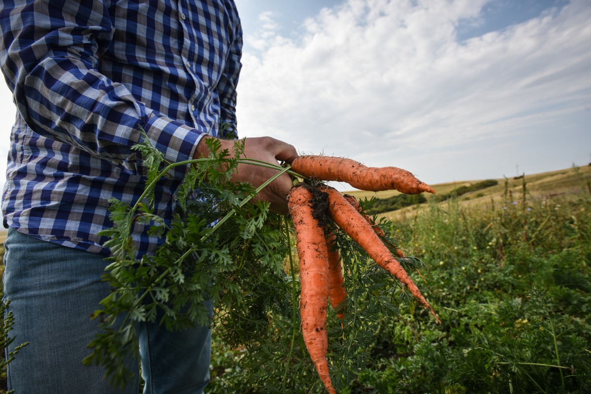 legume gustoase (7 of 32)