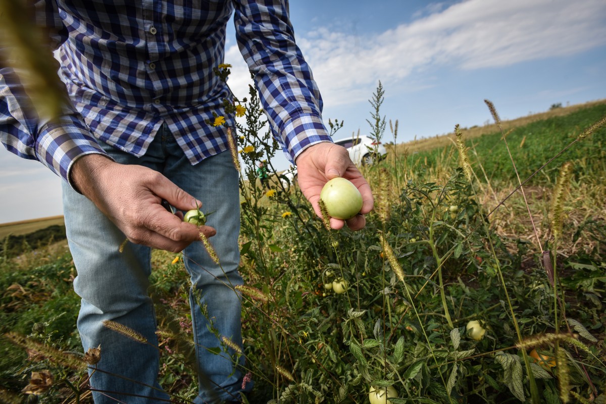 legume gustoase (8 of 32)